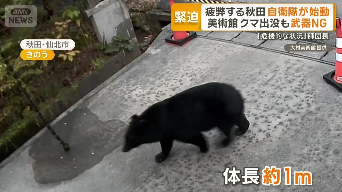 観光地の美術館に現れたクマ