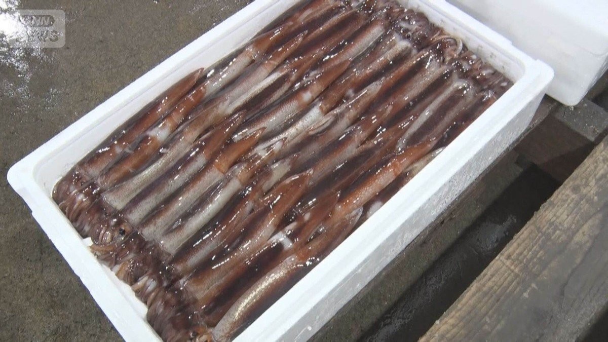 スルメイカ漁獲枠拡大も水揚げ量はすでに基準超え 小型船は操業停止のまま