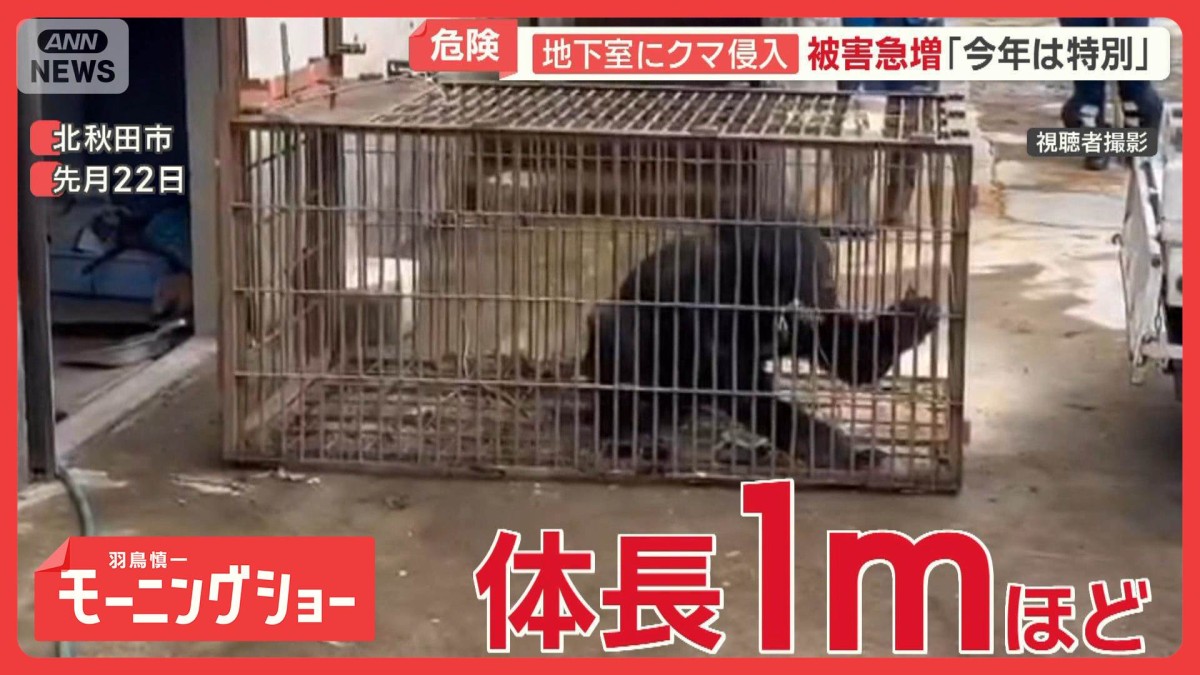 クマ災害 秋田で自衛隊活動開始 なぜ人里に? クマ猟師に密着「今年は特別」