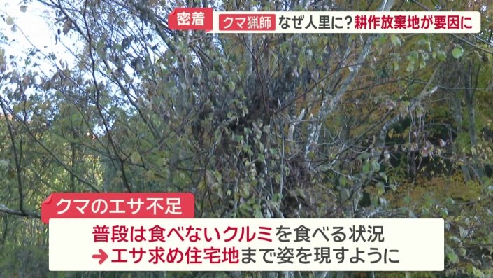 普段は好んで食べないクルミを食べていたクマ