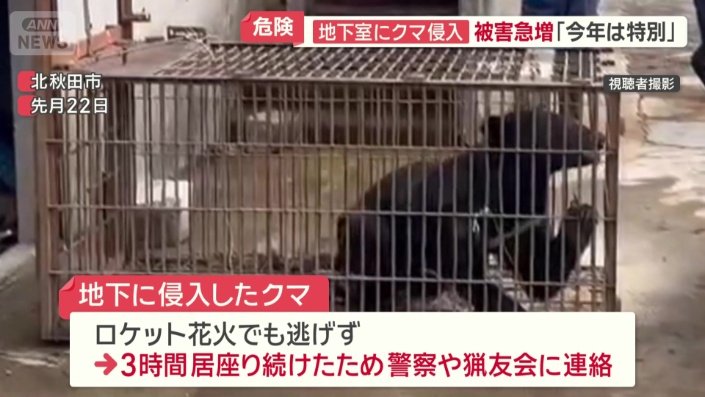 体長1メートルほどのクマ