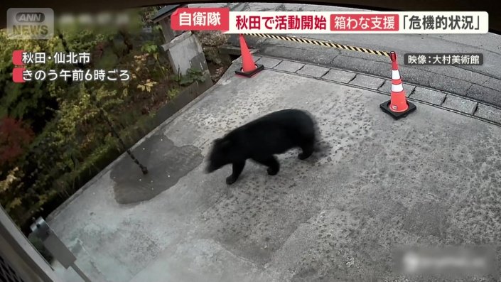 のっそりと歩くクマ