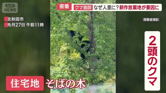2頭のクマが木に登っている姿