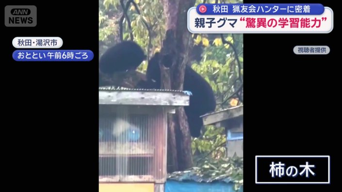 カキの木に現れた親子のクマ