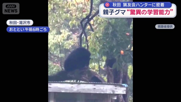 カキの実は子グマの高さに