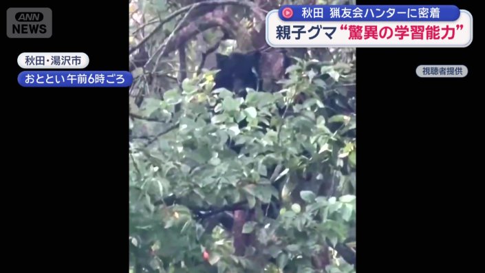 木の枝を折る母グマ