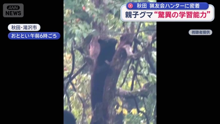 木に登る母グマ