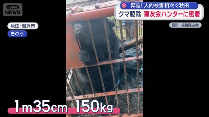 暴れるツキノワグマ