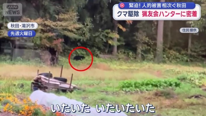 畑の奥に1頭のクマ