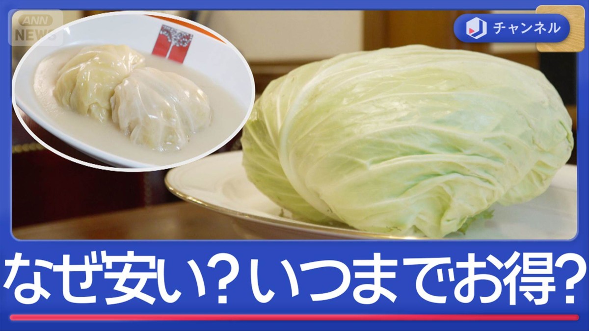 1玉1000円超から100円台に…キャベツなぜ安い?お買い得いつまで?