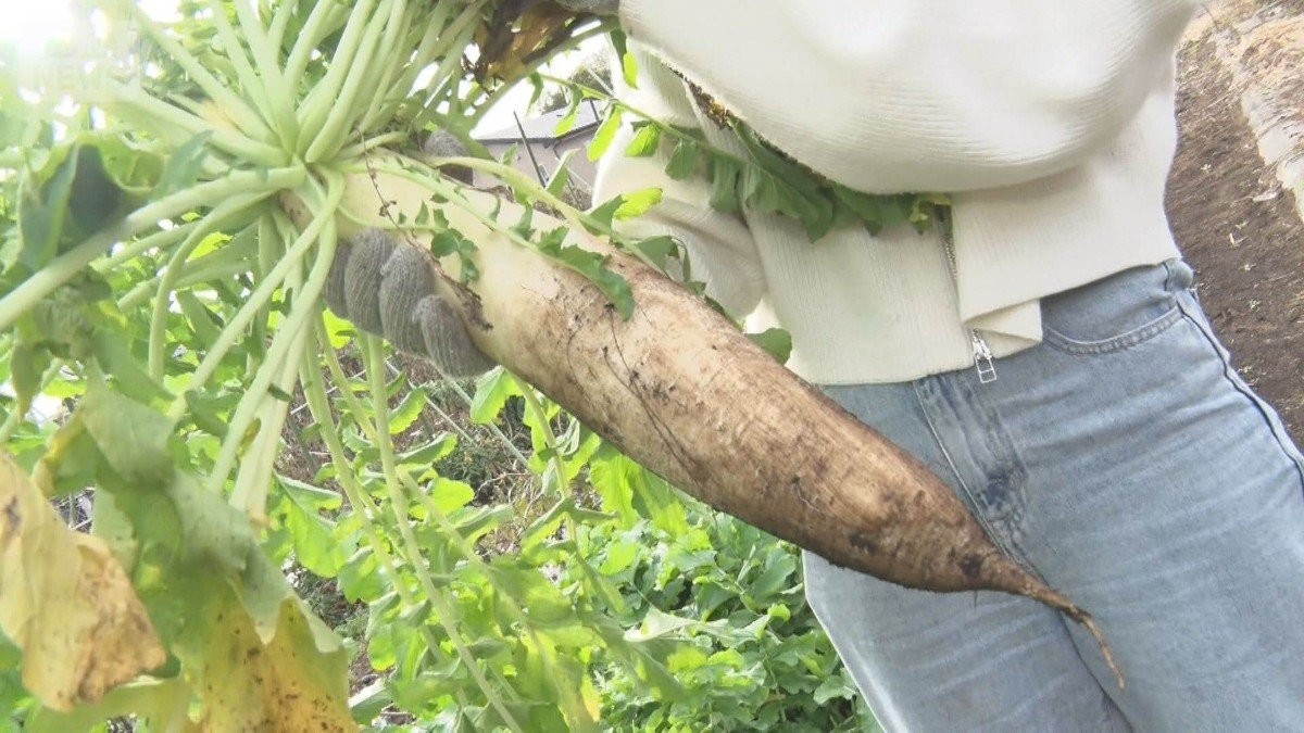 ダイコン大きくて豊作 価格は先月比3割安、1本86円も 生育順調、水分たっぷり