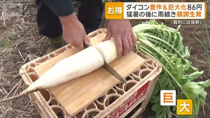 長さ40センチ、直径8センチの巨大ダイコン