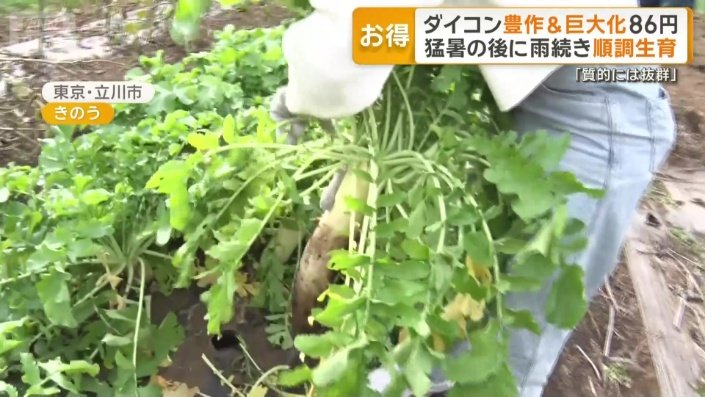 東京・立川市にある農園のダイコン