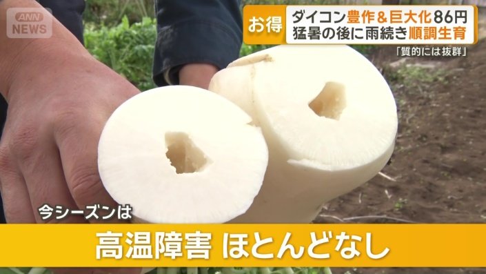 高温障害ほとんどなしというダイコン