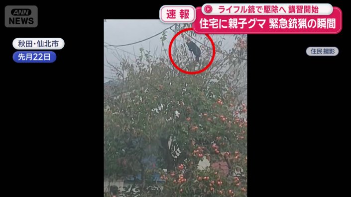 カキの木の一番上まで登っている姿