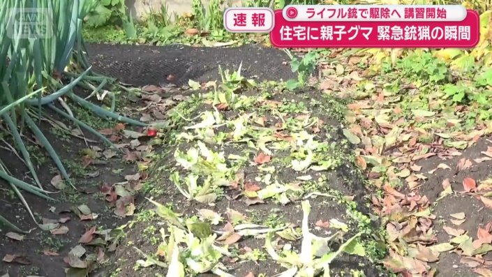 畑の一部分だけきれいになくなる