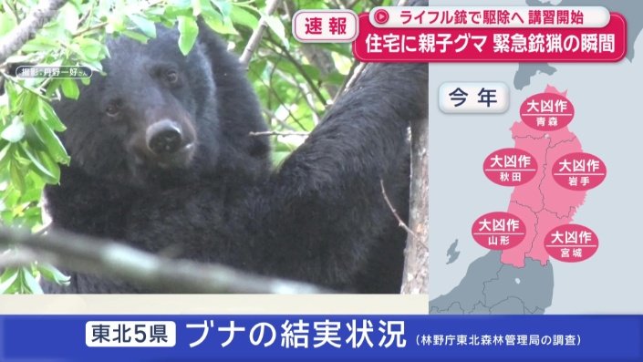 5県でブナの実が「大凶作」