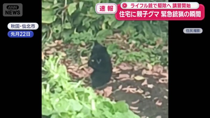 ハクサイを食べる子グマ