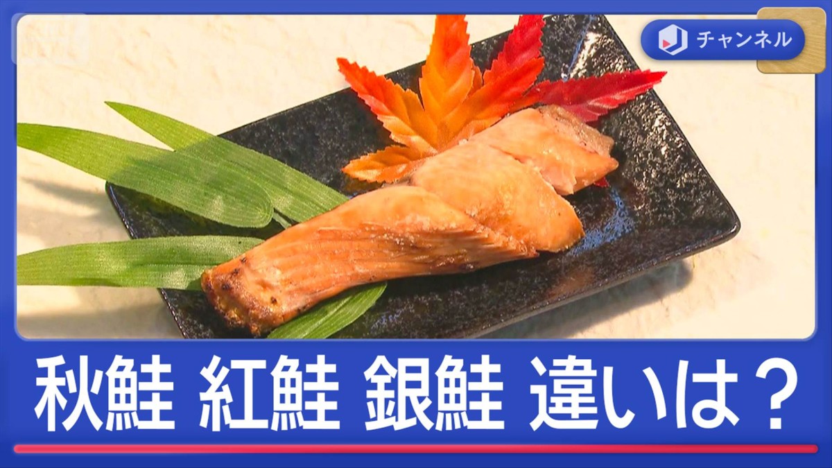 知って得する「秋鮭」「紅鮭」「銀鮭」似ているけど…何が違う?