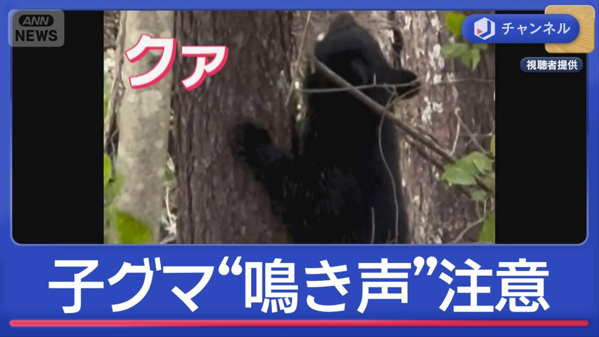 子グマの鳴き声「クァ」に注意 秋田県警で警官にライフル講習 対策も