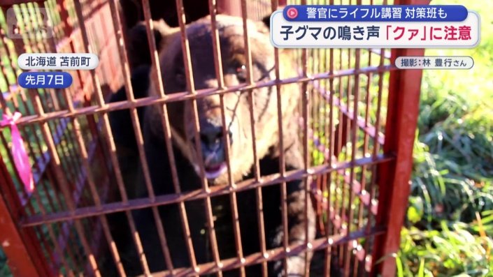 北海道で撮影されたヒグマの映像