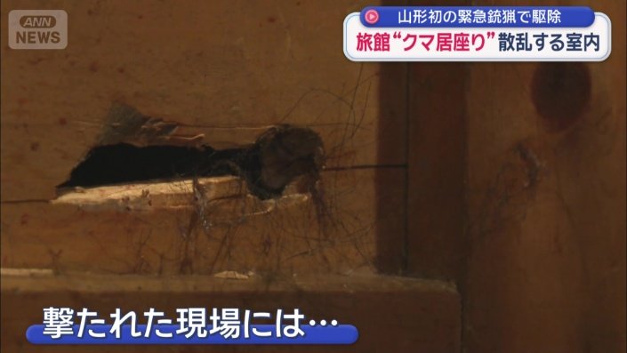 現場には、クマのものとみられる毛が