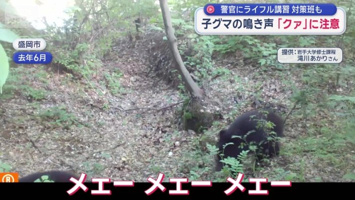 ヒツジのような「メェー」とういう鳴き声