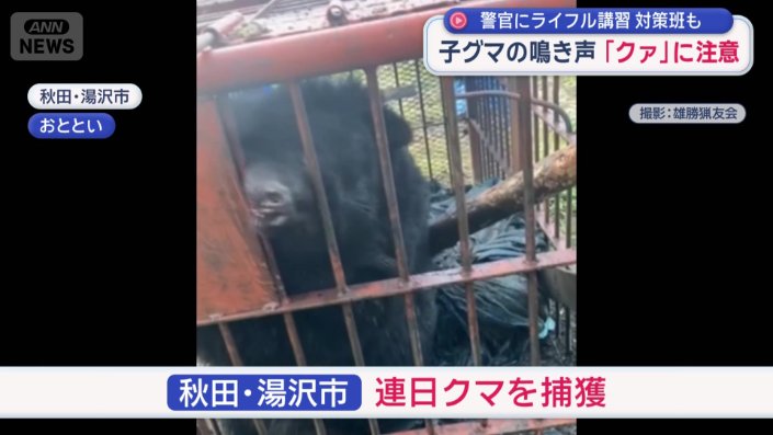 秋田県湯沢市では連日、クマが捕獲されている