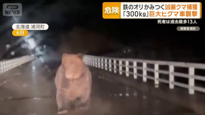 「300kg」巨大ヒグマ