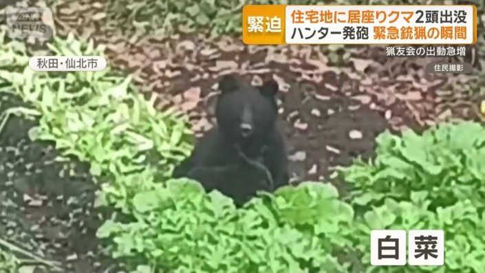 白菜をむさぼり食べる2頭のクマ