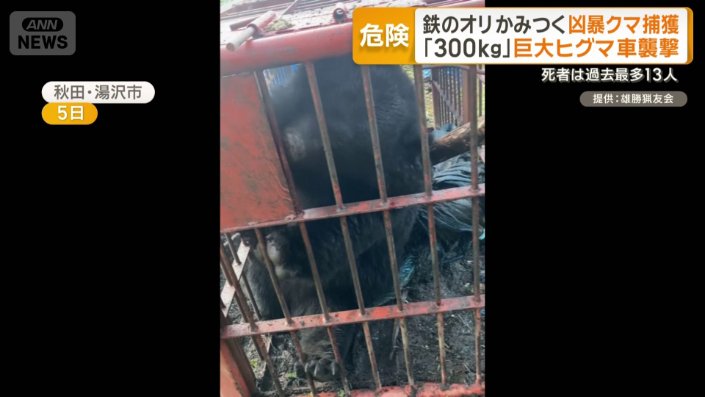 体重約150kgのクマ