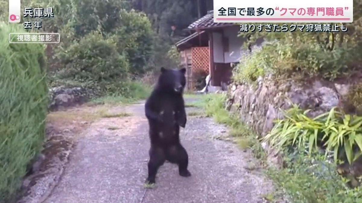 【図解】“全国で唯一”個体数管理のクマ対策先進県 被害を最小限に抑えた「3つの対策」とは