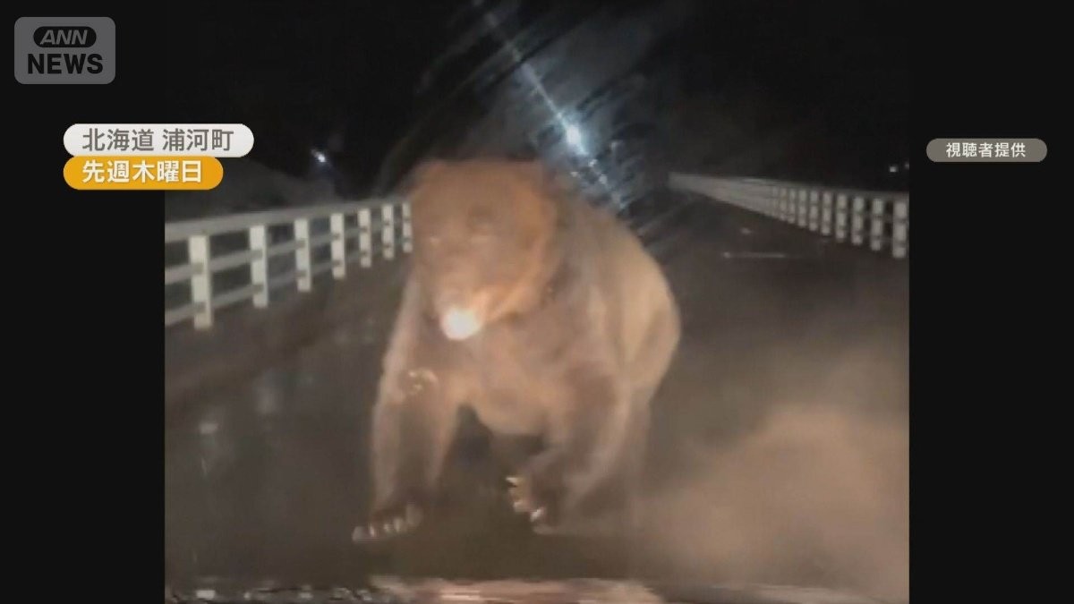 巨大ヒグマが車に突進…運転中どうする? 興奮ならバックせず、クラクションにも注意