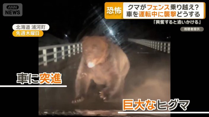 車に突進してきた巨大なヒグマ