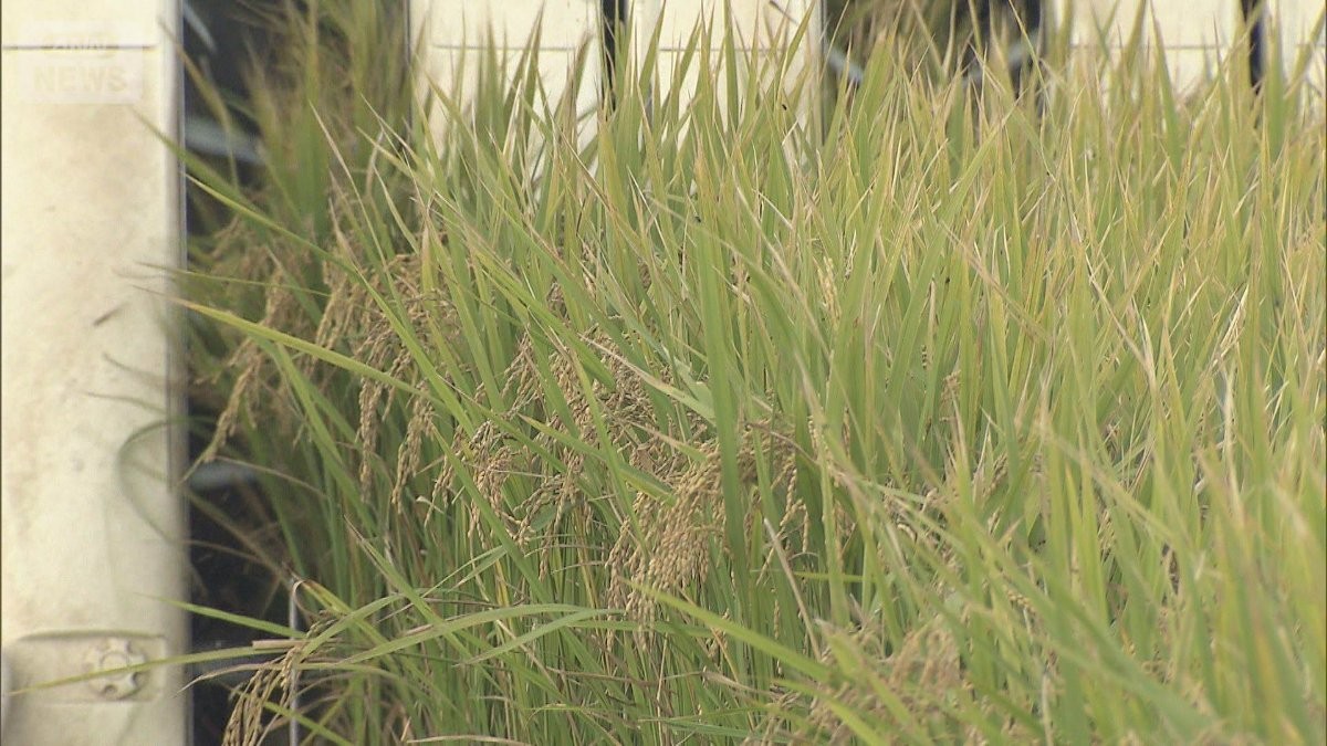 だぶつく新米…倉庫に山盛り 「注文が極端に鈍い」卸業者不安 在庫をなすり合い