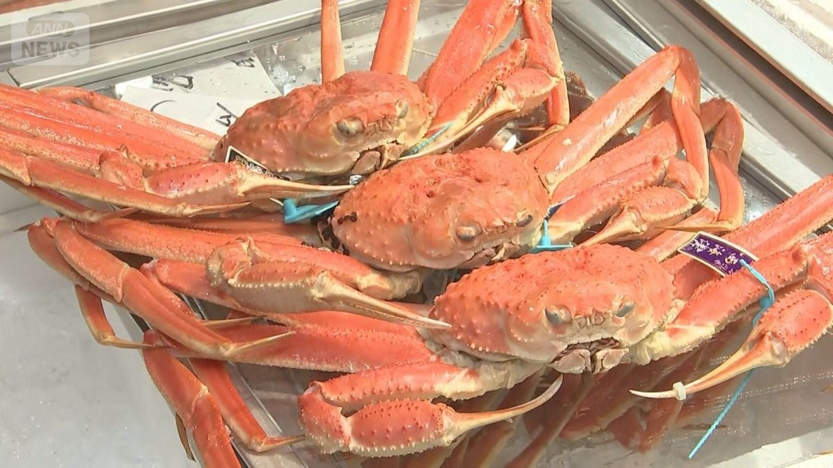 ズワイガニ豊漁も“少子化”進行 来年以降は減少か 今後10年心配