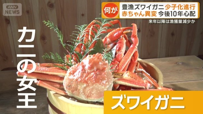 「カニの女王」とも呼ばれるズワイガニ