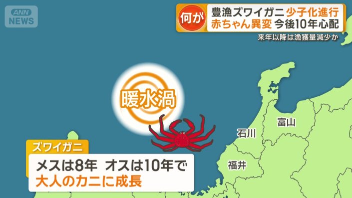 カニの赤ちゃんは生まれたらどうなる?