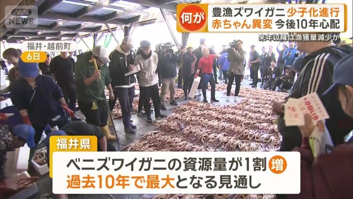 ズワイガニは過去10年で最大の漁獲量となる見通し