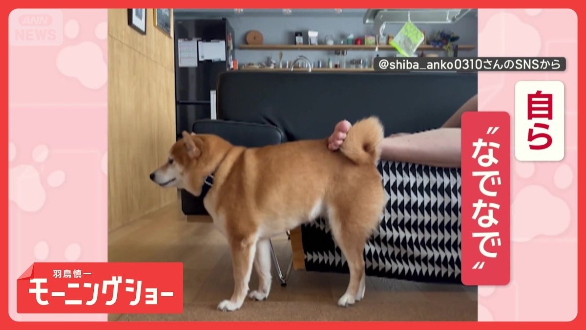 「セルフ“なでなで”するワン」　飼い主の足で背中なでなでする豆柴　どんな気持ち？