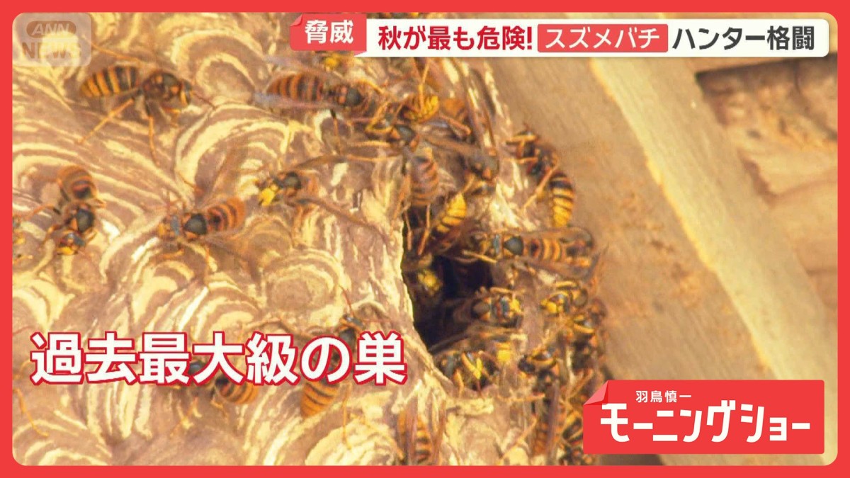 1年で最も危険な秋のスズメバチ　ハンター驚愕！住宅地に1500匹巨大巣　11月も要警戒
