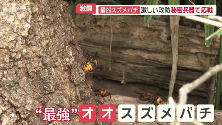 最強といわれるオオスズメバチ