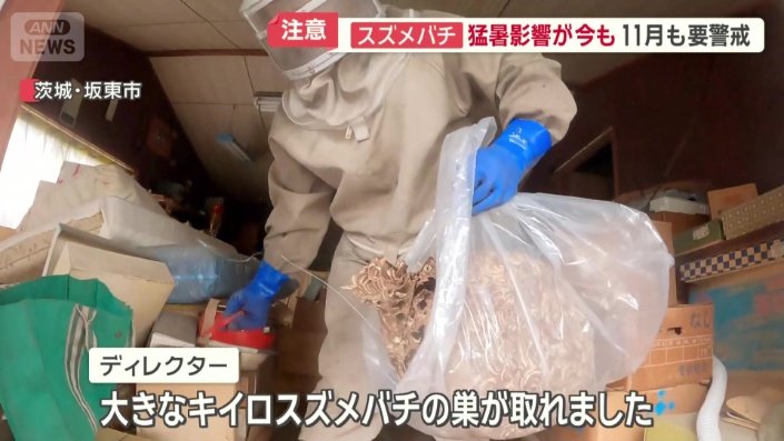 大きなキイロスズメバチの巣が取れた