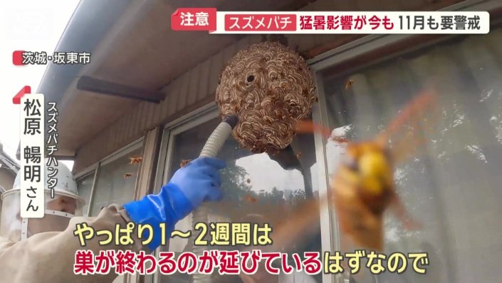 「1〜2週間は巣が終わるのが伸びている」