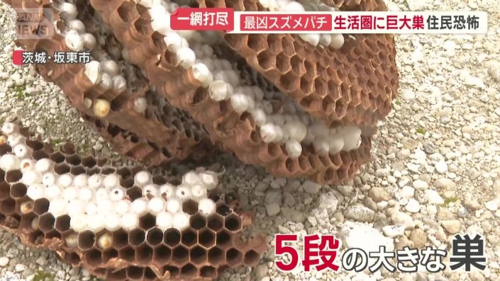 5段に及ぶ大きな巣