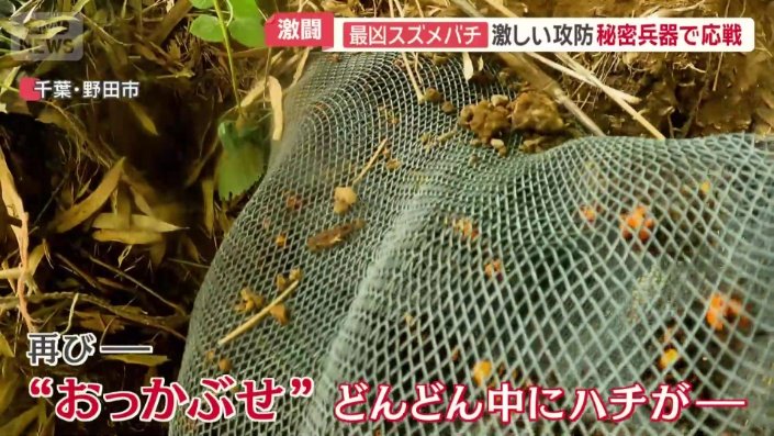 どんどん中にハチがたまっていく