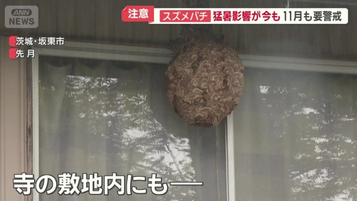 ある寺の敷地内にも巣が