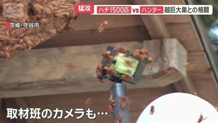 取材班のカメラもハチだらけに
