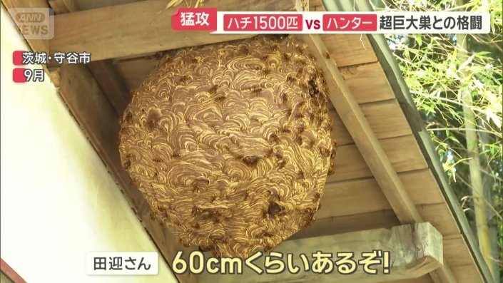60センチもあるキイロスズメバチの超巨大な巣