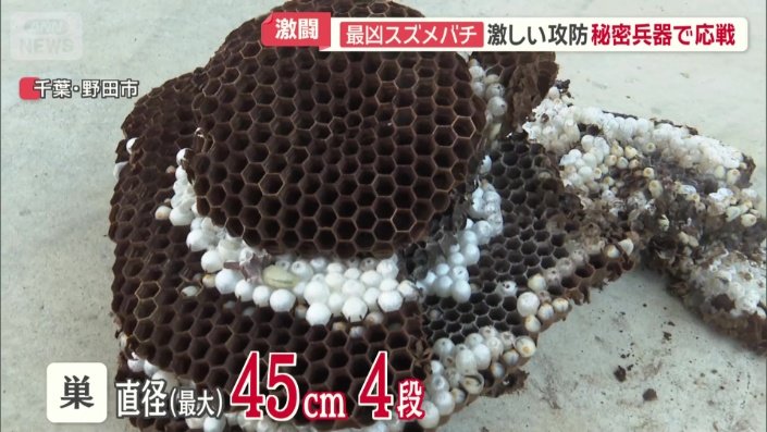 ようやく巣が取れる